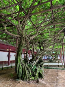 笠間稲荷大藤Marijke